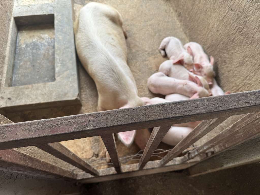Transforming Communities through Quality Pig Farming at Mazima CDI