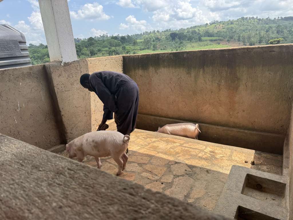 Care Taker Cleaning the Pigsty