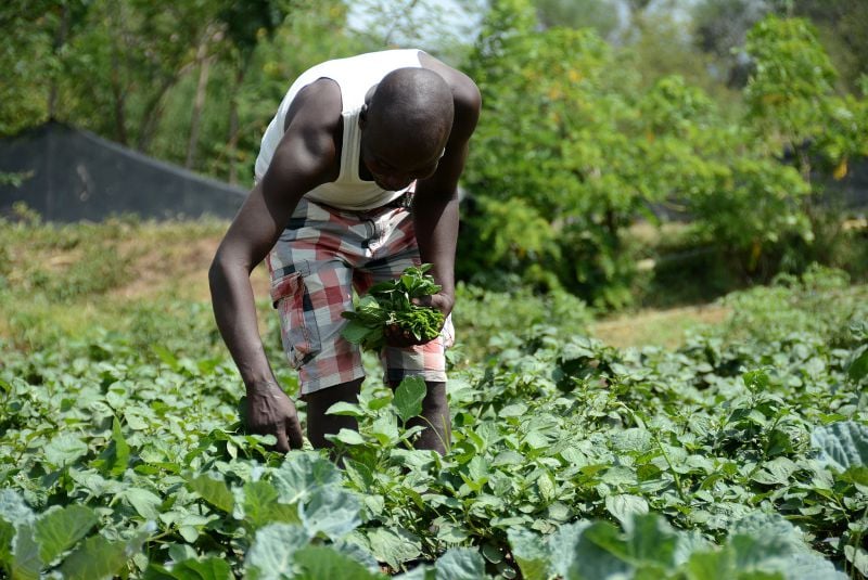 farmer harvesting vegetables