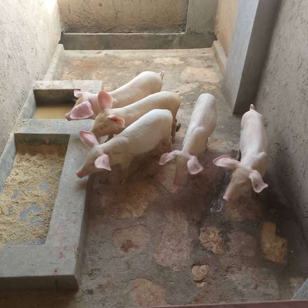 3 Months Piglets