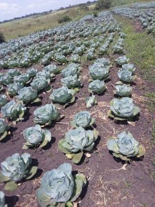 20210205_112259-225x300